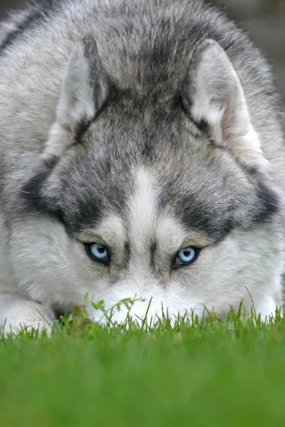 Modré oči pes — Stock fotografie