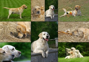 Labrador and golden retriever clipart