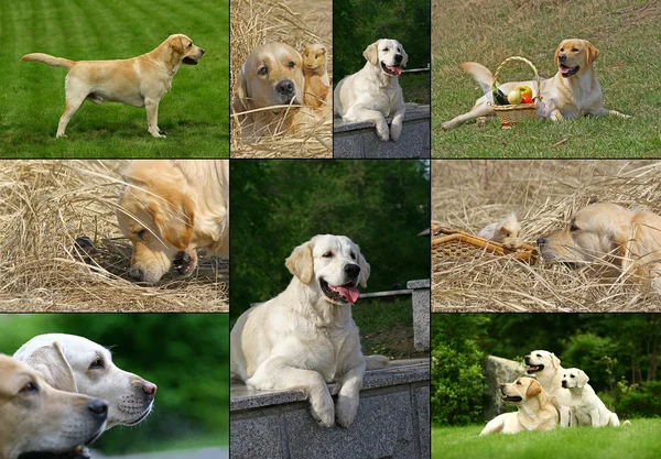 Labrador and golden retriever — Stock Photo, Image