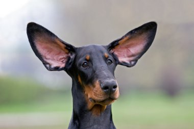 Black dog flying ears clipart