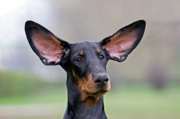 Perro negro orejas voladoras Imagen de archivo
