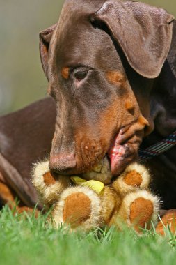 oyuncak ayı ile köpek