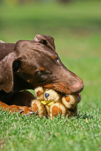 テディベアと犬 — ストック写真