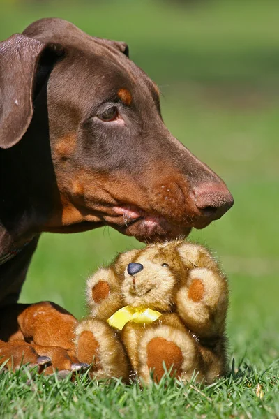 Hond met teddy bear — Stockfoto