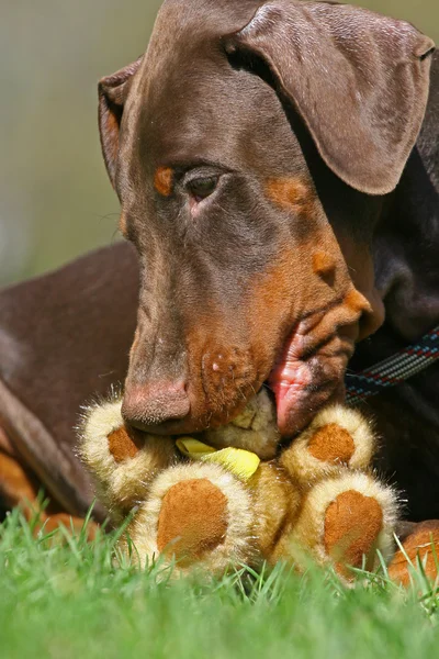 テディベアと犬 — ストック写真