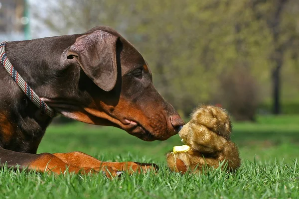 Dog and teddy bear — Stock Photo, Image