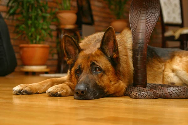 Dog and wooden snake — Stock Photo, Image