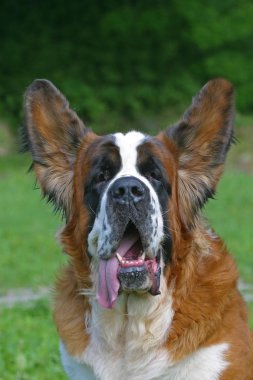 St bernard face clipart