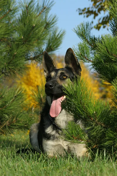 Russian shepherd under tree — Stock Photo, Image