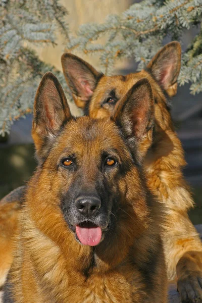 Лицо двух собак — стоковое фото