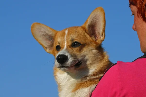 Dog on shoulder — Stock Photo, Image