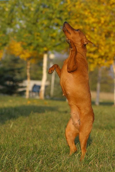 Rood hondje — Stockfoto