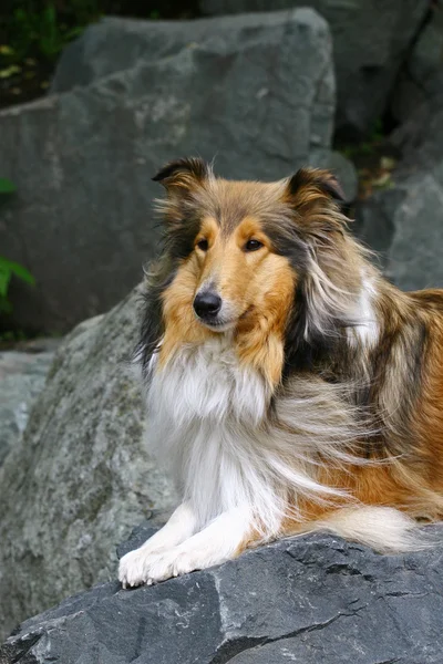 Hund på en sten — Stockfoto