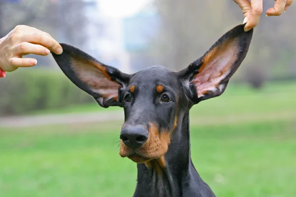 Lustige Ohren — Stockfoto