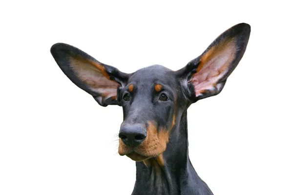 Смешные уши — стоковое фото