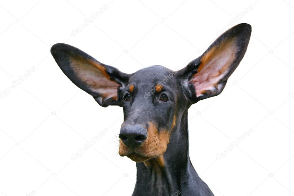 Funny ears