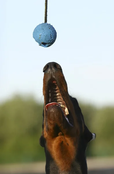 Cão pegando a bola — Fotografia de Stock