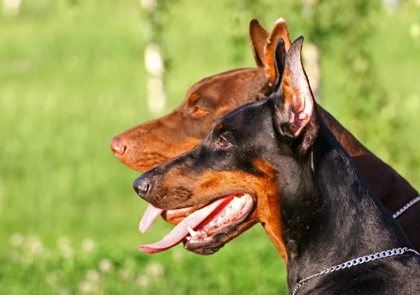 Twee honden gezicht — Stockfoto