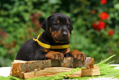 Puppy on wood clipart