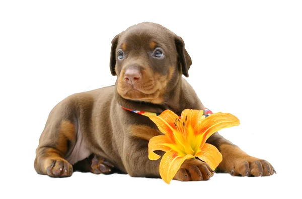Cucciolo e fiore — Foto Stock