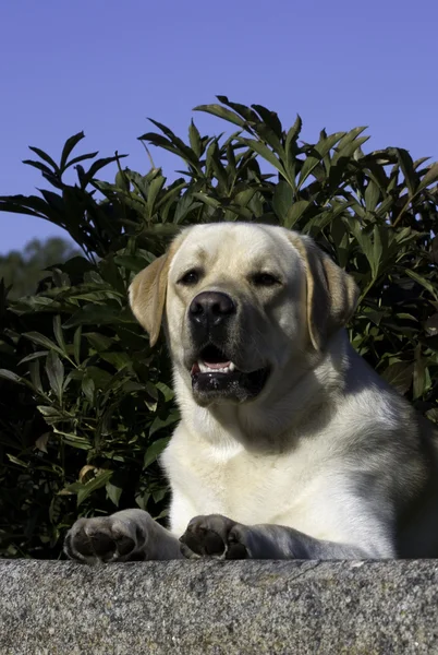 Лживая собака — стоковое фото