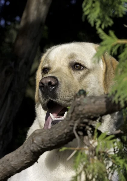 Biały pies w lesie — Zdjęcie stockowe