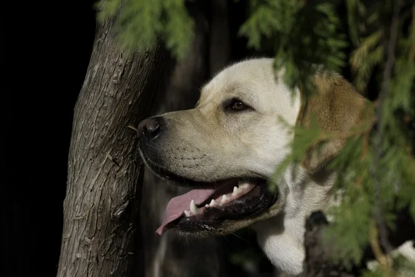Bílý pes v lese — Stock fotografie