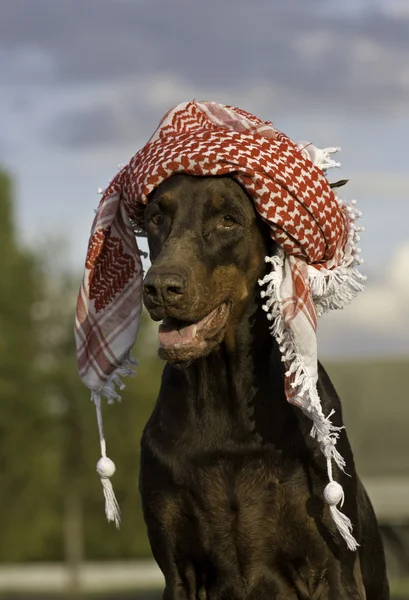 Hond in hoed — Stockfoto