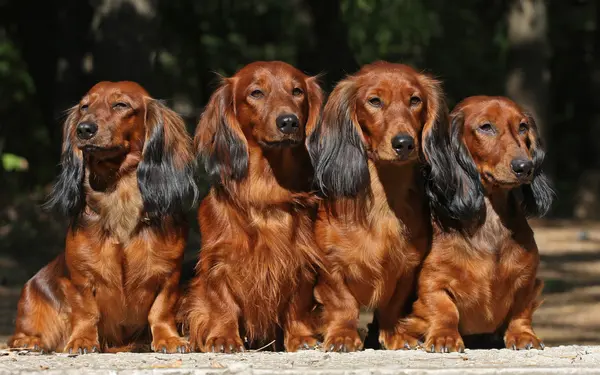 Четыре собаки сидят вместе — стоковое фото