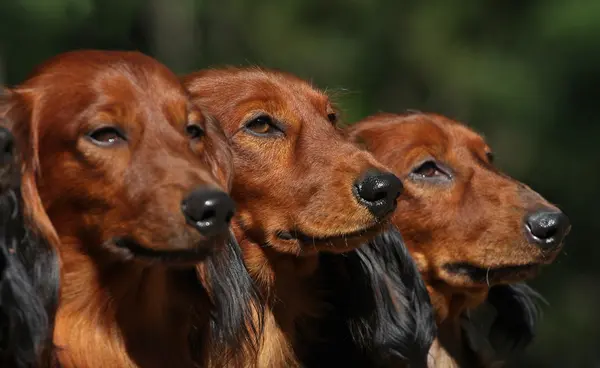 Деревянные собаки в шеренге — стоковое фото