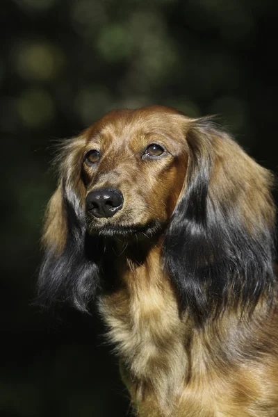 Kırmızı longhear dachshund — Stok fotoğraf