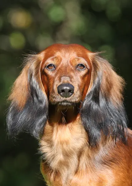 Portrate červený pes — Stock fotografie