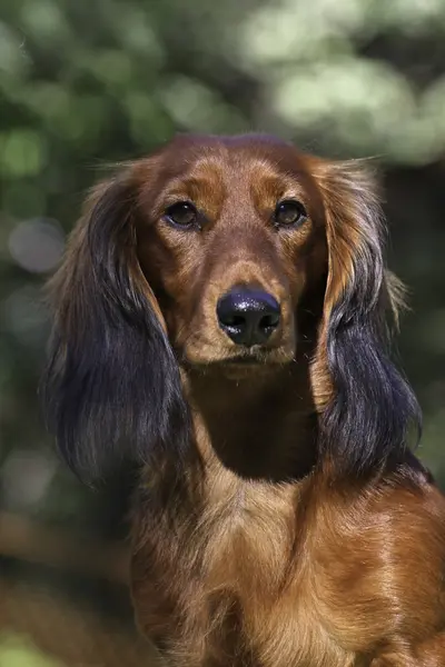 Κοντινό πλάνο portrate κόκκινο σχεδόν μέχρι το portrate της το κόκκινο longhear είδος γερμανικού κυνηγετικού σκύλου — Φωτογραφία Αρχείου