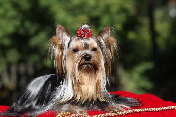 Dog on red carpet — Stock Photo, Image