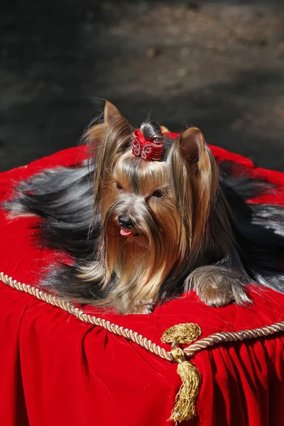 在红地毯的狗 — 图库照片