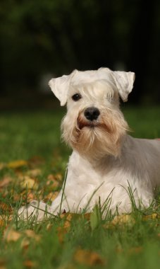 Zwerg Schnauzer portrate