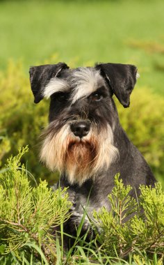 Schnauzers portrate