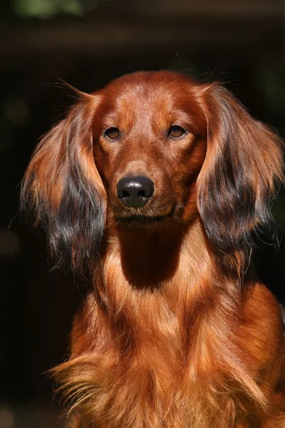 Portrato de perro rojo — Foto de Stock