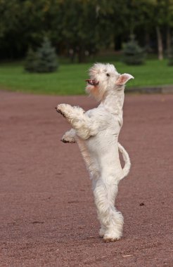 White dog staying clipart