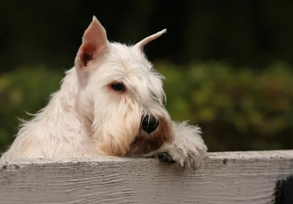 ベンチの上にホワイト犬 — ストック写真