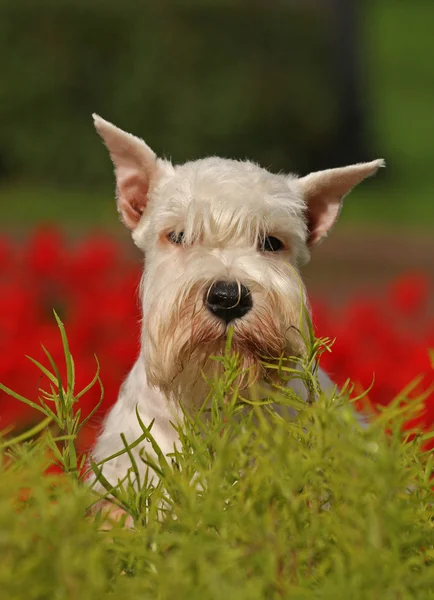 Witte hond op rood — Stockfoto