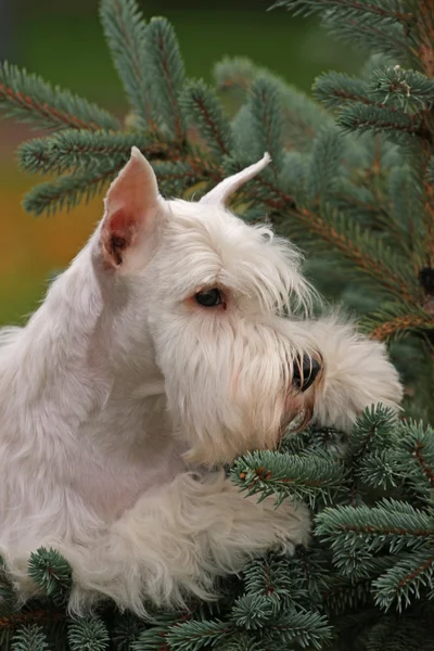 Yeşil Beyaz bir köpek — Stok fotoğraf