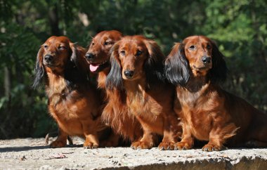 Birlikte oturan dört kırmızı Dachshund Köpek