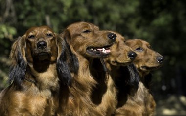 Birlikte oturan dört kırmızı Dachshund Köpek