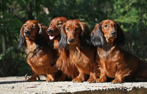 Cztery psy jamnik czerwony siedzi razem — Zdjęcie stockowe