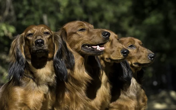 Τέσσερα σκυλιά κόκκινο είδος γερμανικού κυνηγετικού σκύλου, κάθονται μαζί — Φωτογραφία Αρχείου