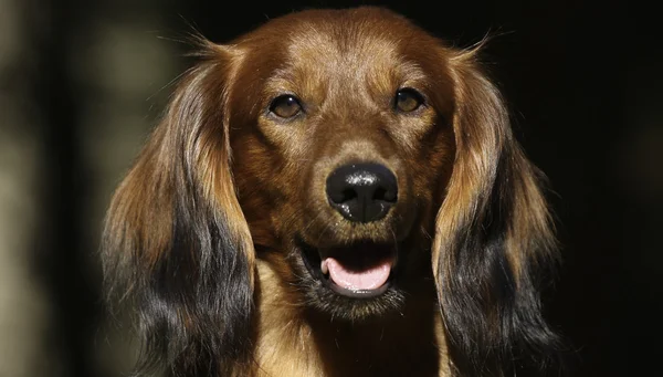 Κόκκινο είδος γερμανικού κυνηγετικού σκύλου — Φωτογραφία Αρχείου
