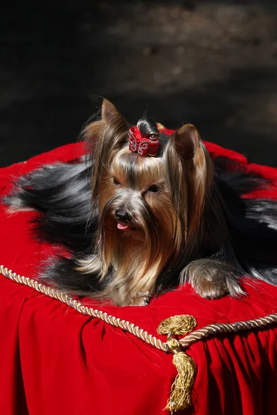 细狗在红色的枕头 — Stockfoto
