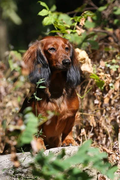 Hond in bush — Stockfoto