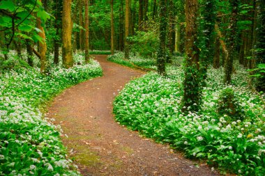 Spring forest with multiple white wild flowers a clipart